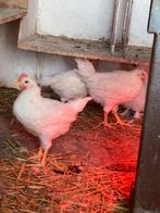 Slacht haantjes, Dieren en Toebehoren, Pluimvee