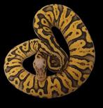 Ball python ghi Ghi super pastel yellowbelly het clown, Dieren en Toebehoren, Reptielen en Amfibieën