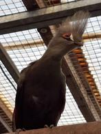 Toerako Persa Buffoni 4/0, Dieren en Toebehoren, Vogels | Overige Vogels, Mannelijk, Tropenvogel, Geringd