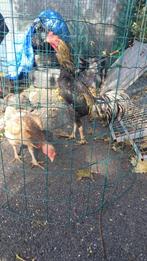 Coq shamo aseel, Dieren en Toebehoren, Pluimvee, Meerdere dieren, Kip