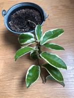 Hoya’s, Huis en Inrichting, Kamerplanten, Ophalen