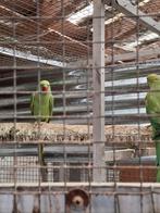 Man groene halsbandparkiet, Dieren en Toebehoren