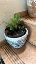 Bananenplant 25 cm hoog, Ophalen