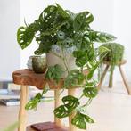 Monstera monkey leaf adansonii, Ophalen, Overige soorten, Halfschaduw, Minder dan 100 cm