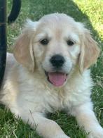 Chiots Goldertier, Golden retriever, Chienne, Belgique, Plusieurs