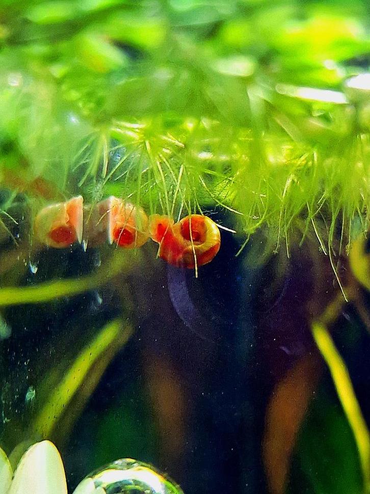 Roze Posthoornslakken, Dieren en Toebehoren, Vissen | Aquariumvissen, Zoetwatervis, Slak of Weekdier