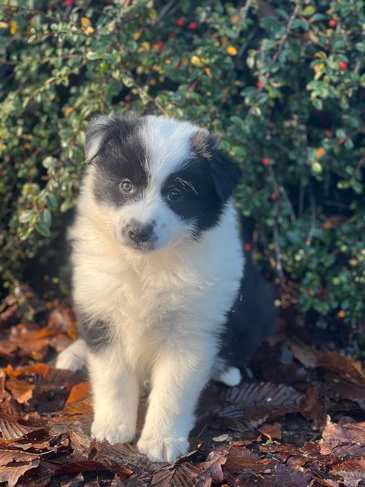 Prachtige australische herder pups hier geboren!!️, Dieren en Toebehoren, Honden | Herdershonden en Veedrijvers, Meerdere dieren