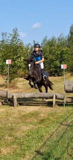 super leuke C-pony te koop, Dieren en Toebehoren, Pony's, B, Gechipt, Ruin, Springpony