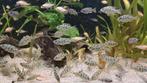 Nimbochromis venustus jongen, Dieren en Toebehoren, Vissen | Aquariumvissen, Zoetwatervis, Vis