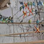 mooie grasparkieten (niet handtam) - mannetjes, Dieren en Toebehoren, Vogels | Parkieten en Papegaaien