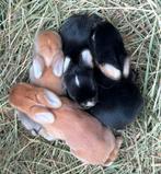 Lieve en mooie jonge Hangoordwerg konijntjes geboren, Dieren en Toebehoren, Konijnen, Meerdere dieren, Dwerg, Hangoor, 0 tot 2 jaar
