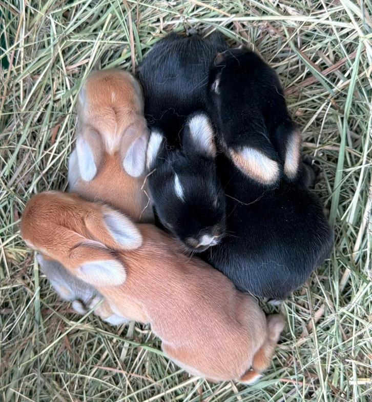 Lieve en mooie jonge Hangoordwerg konijntjes geboren, Dieren en Toebehoren, Konijnen, Dwerg, Meerdere dieren, 0 tot 2 jaar, Hangoor