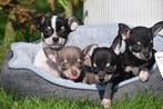 Chiots Chihuahua : un bon choix immédiatement disponible, Animaux & Accessoires, Chiens | Chihuahuas & Chiens de compagnie, 15 semaines à 1 an