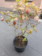 Hydrangea Limelight, Ophalen, Volle zon