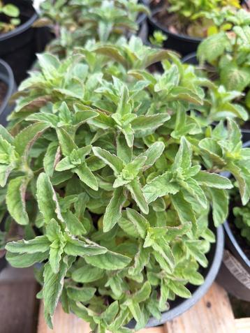 Bio Kruiden - rabarber - japanse wijnbes, Tuin en Terras, Ophalen