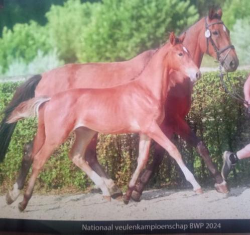 16 jarige geblesseerde fokmerrie, Dieren en Toebehoren, Paarden, Merrie, Z, 170 tot 175 cm, 11 jaar of ouder, Springpaard, Met stamboom
