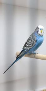 Grasparkieten 2 prachtige kobalt blauw, Animaux & Accessoires, Oiseaux | Perruches & Perroquets, Bagué