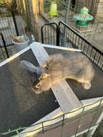 Konijn, Dieren en Toebehoren, Konijnen, Mannelijk, Klein, 0 tot 2 jaar