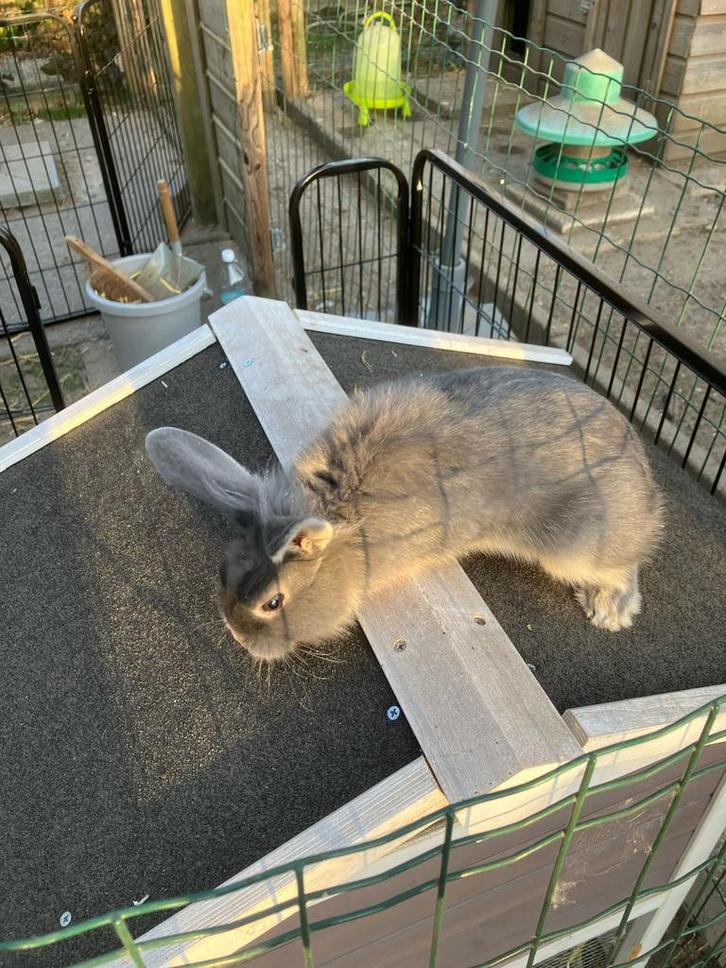 Konijn, Dieren en Toebehoren, Konijnen, Klein, Mannelijk, 0 tot 2 jaar