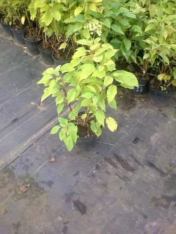 annabelle hortensia aan 1,50 euro beschikbaar voor biedingen