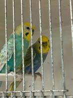 Koppel regenboog grasparkieten, Dieren en Toebehoren, Meerdere dieren, Parkiet, Geringd