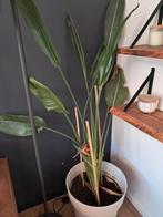 plant strelitzia 180cm met pot, Huis en Inrichting, Kamerplanten, Ophalen