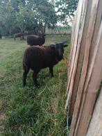 2 super tamme Ouessant Rammen - Bram en Bartholomeus, Dieren en Toebehoren, Schapen, Geiten en Varkens, Mannelijk, Schaap, 0 tot 2 jaar
