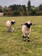 Dekram Walliser Schwarznase (vhgs ok) TE RUIL of TE KOOP, Dieren en Toebehoren, Schapen, Geiten en Varkens, Mannelijk, Schaap