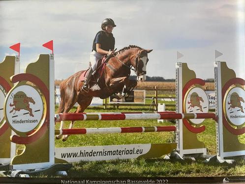 D pony, springpony, alround pony, Dieren en Toebehoren, Pony's, Ruin, Springpony