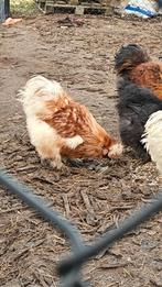 Zijdehoenders hanen, Dieren en Toebehoren, Mannelijk, Kip