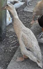 Indische loopeend vrouwtje, Dieren en Toebehoren, Pluimvee