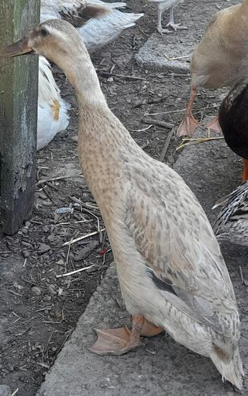 Canard indien qui court, femelle
