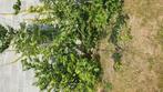 Appelboom / Dubbele Bellefleur, Tuin en Terras, Ophalen