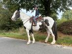 Ierse merrie 1m70 groot 12jaar oud, Dieren en Toebehoren, Merrie, Zadelmak