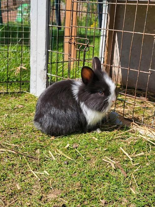2 mooie dwergkonijntjes, Dieren en Toebehoren, Konijnen, Dwerg, Mannelijk, 0 tot 2 jaar