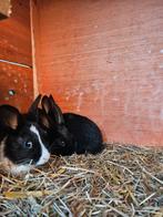 Hollands konijntjes te koop, Dieren en Toebehoren, Konijnen