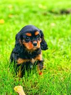 Belgische Cavalier king charles pupjes te koop, België, Overige rassen, CDV (hondenziekte), 8 tot 15 weken