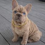 Franse bulldog bigrope, Dieren en Toebehoren, België, Fokker | Hobbymatig, Reu, 8 tot 15 weken