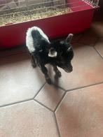 Papfles geitje, Dieren en Toebehoren, Schapen, Geiten en Varkens