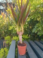 Mooie Dracaena Magenta, Ophalen