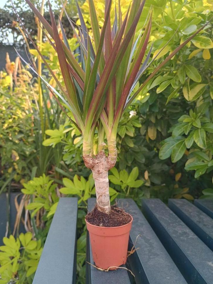Mooie Dracaena Magenta, Huis en Inrichting, Kamerplanten, Ophalen