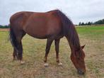Merrie te koop, Dieren en Toebehoren, Paarden, Merrie, Onbeleerd, Gechipt, 7 tot 10 jaar