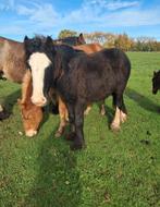 Leuke c pony's, Dieren en Toebehoren, Hengst