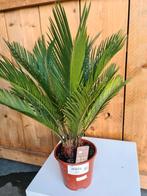 Cycas Revoluta - Vredespalm, Ophalen, Halfschaduw