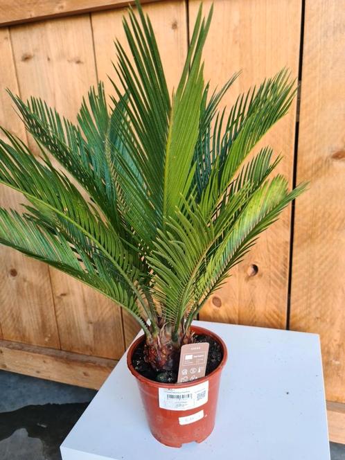 Cycas Revoluta - Vredespalm, Tuin en Terras, Planten | Tuinplanten, Halfschaduw, Ophalen