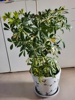 Plante d'intérieur de 78 cm de haut, avec pot, En pot, Enlèvement