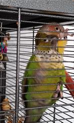 Tame Pyrhura 200€ dunker grune for enigte 1 folgol, Dieren en Toebehoren, Vogels | Parkieten en Papegaaien