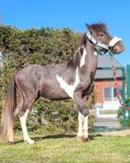 Lief hengstje, Gechipt, Niet van toepassing, 0 tot 2 jaar, Hengst