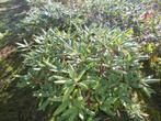 Rhododendron, Jardin & Terrasse, Plantes | Arbustes & Haies, Enlèvement, Rhododendron, Arbuste, Moins de 100 cm