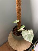 Monstera variegata, Maison & Meubles, Plantes d'intérieur, Enlèvement